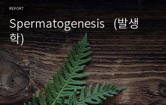 Spermatogenesis   (발생학)