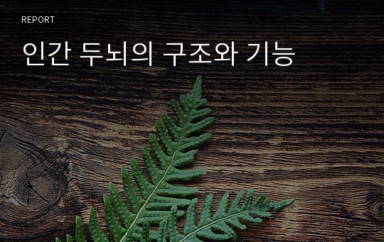 인간 두뇌의 구조와 기능