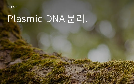 Plasmid DNA 분리.