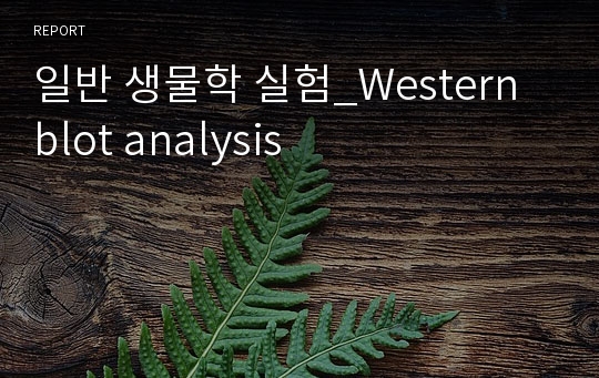 일반 생물학 실험_Western blot analysis