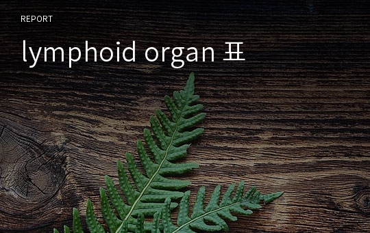 lymphoid organ 표