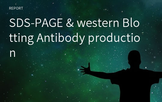 SDS-PAGE &amp; western Blotting Antibody production