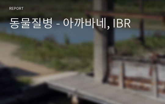 동물질병 - 아까바네, IBR