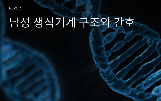 남성 생식기계 구조와 간호