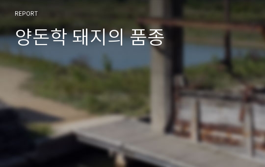 양돈학 돼지의 품종