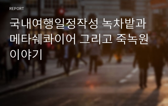 국내여행일정작성 녹차밭과 메타쉐콰이어 그리고 죽녹원 이야기