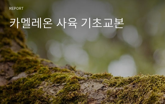 카멜레온 사육 기초교본