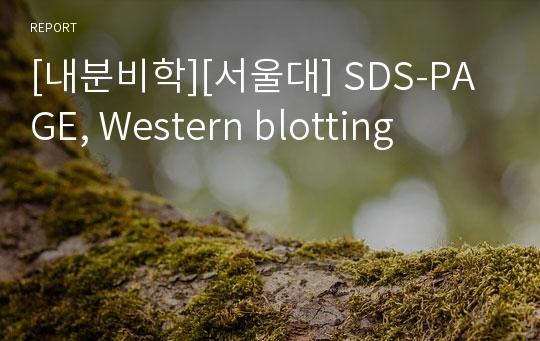 [내분비학][서울대] SDS-PAGE, Western blotting