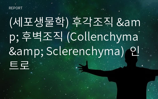 (세포생물학) 후각조직 &amp; 후벽조직 (Collenchyma &amp; Sclerenchyma)  인트로