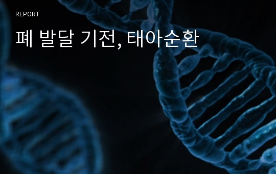 폐 발달 기전, 태아순환