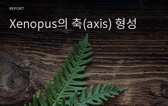 Xenopus의 축(axis) 형성