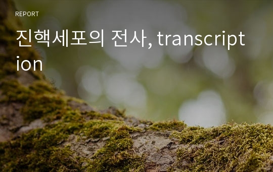 진핵세포의 전사, transcription