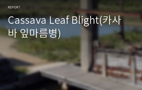 Cassava Leaf Blight(카사바 잎마름병)