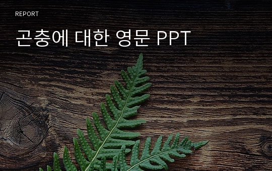 곤충에 대한 영문 PPT