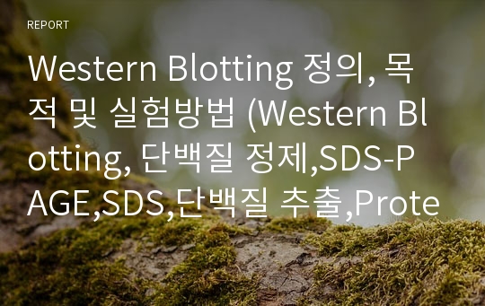 Western Blotting 정의, 목적 및 실험방법 (Western Blotting, 단백질 정제,SDS-PAGE,SDS,단백질 추출,Protein Extraction )