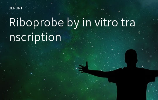 Riboprobe by in vitro transcription