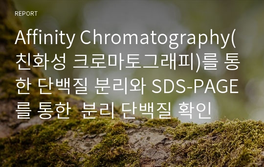 Affinity Chromatography(친화성 크로마토그래피)를 통한 단백질 분리와 SDS-PAGE를 통한  분리 단백질 확인