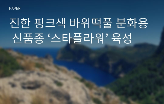 진한 핑크색 바위떡풀 분화용 신품종 ‘스타플라워’ 육성