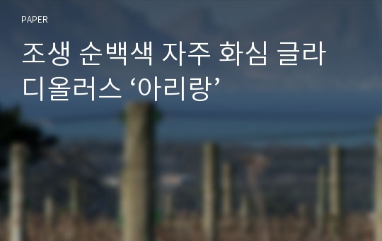 조생 순백색 자주 화심 글라디올러스 ‘아리랑’