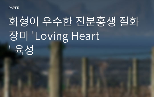 화형이 우수한 진분홍생 절화장미 &#039;Loving Heart&#039; 육성