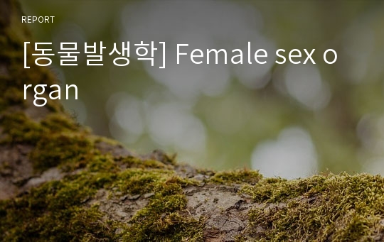 [동물발생학] Female sex organ