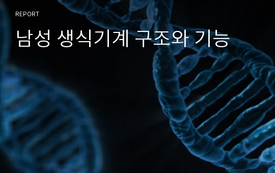 남성 생식기계 구조와 기능