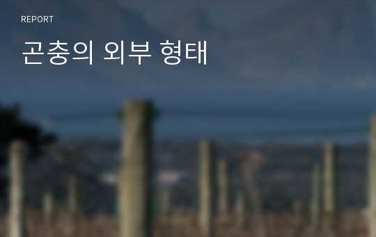 곤충의 외부 형태