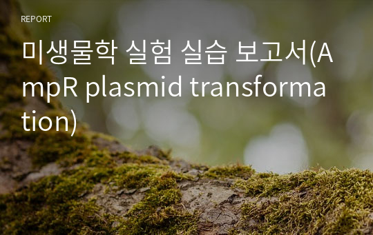 미생물학 실험 실습 보고서(AmpR plasmid transformation)