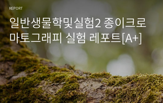 일반생물학및실험2 종이크로마토그래피 실험 레포트[A+]