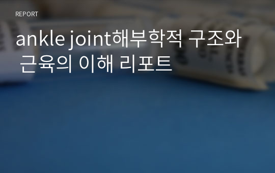 ankle joint해부학적 구조와 근육의 이해 리포트