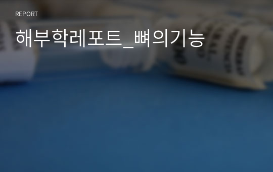 해부학레포트_뼈의기능