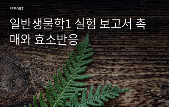 일반생물학1 실험 보고서 촉매와 효소반응