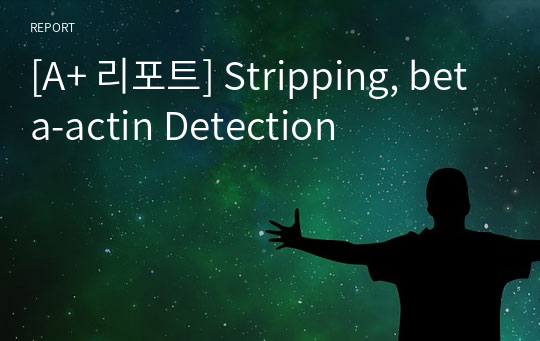 [A+ 리포트] Stripping, beta-actin Detection