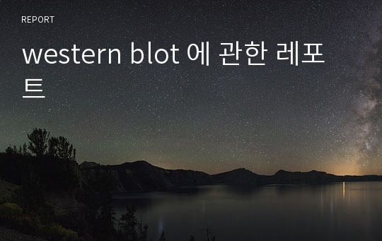 western blot 에 관한 레포트