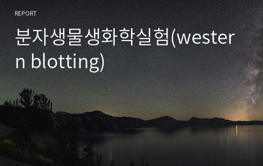 분자생물생화학실험(western blotting)