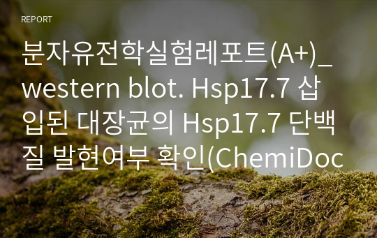 분자유전학실험레포트(A+)_western blot. Hsp17.7 삽입된 대장균의 Hsp17.7 단백질 발현여부 확인(ChemiDoc으로 찍은 membrane 사진有). ELISA와 Western blot의 차이점 비교.