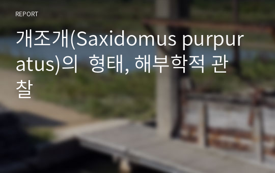 개조개(Saxidomus purpuratus)의  형태, 해부학적 관찰