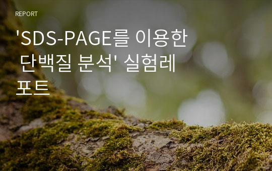 &#039;SDS-PAGE를 이용한 단백질 분석&#039; 실험레포트