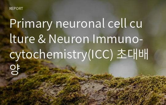 Primary neuronal cell culture &amp; Neuron Immuno-cytochemistry(ICC) 초대배양