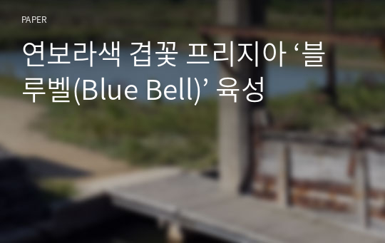 연보라색 겹꽃 프리지아 ‘블루벨(Blue Bell)’ 육성