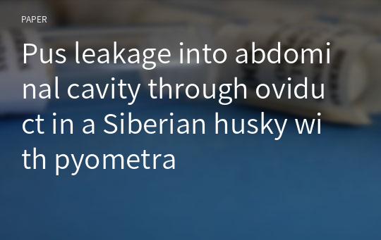 Pus leakage into abdominal cavity through oviduct in a Siberian husky with pyometra