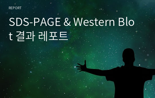 SDS-PAGE &amp; Western Blot 결과 레포트