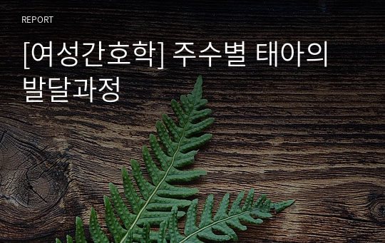 [여성간호학] 주수별 태아의 발달과정