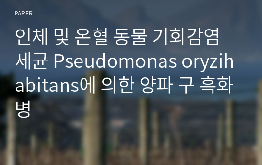 인체 및 온혈 동물 기회감염 세균 Pseudomonas oryzihabitans에 의한 양파 구 흑화병