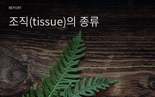 조직(tissue)의 종류