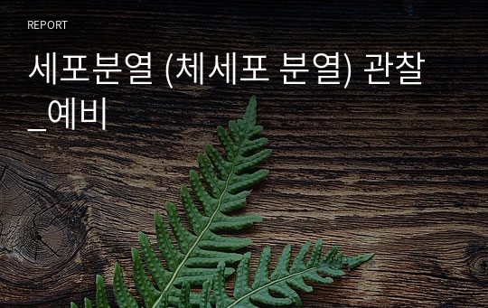 세포분열 (체세포 분열) 관찰_예비