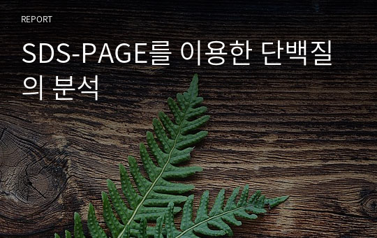 SDS-PAGE를 이용한 단백질의 분석