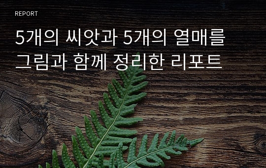 5개의 씨앗과 5개의 열매를 그림과 함께 정리한 리포트