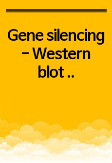 Gene silencing - Western blot & CTCF knockdown