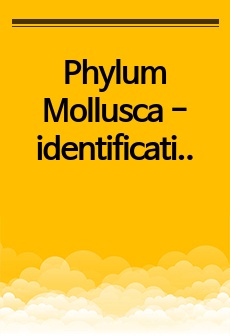 Phylum Mollusca - identification and drawing 실험보고서